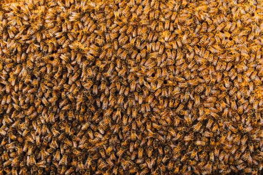 Close-up view of dense honeybee swarm
