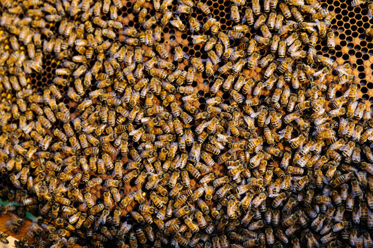 Dense cluster of honey bees on brood frame