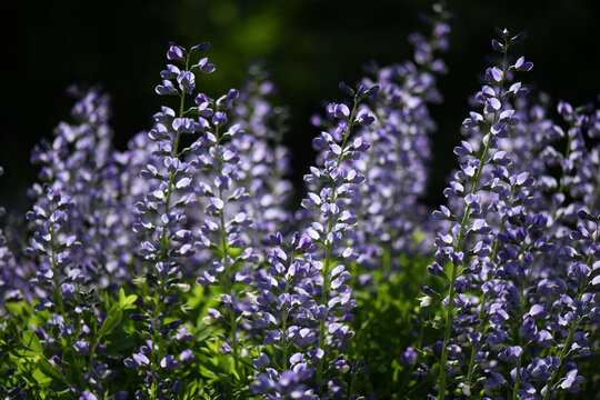 Purple False Indio Flowers In Bloom