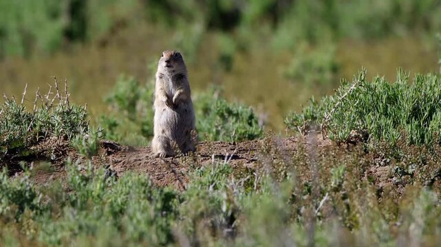 An alert White-tailed Prairie Dog sentinel watches and grooms on the windy plain at Ouray National Wildlife Refuge in Utah