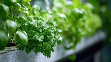 Medium frame featuring selective focus on freshly harvested herbs clipped from a hydroponic vertical garden emphasizing the sharp details of the green leaves against an artistic