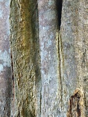 Big tree bark texture