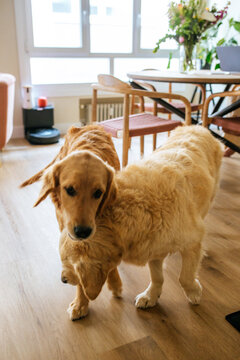 Golden Retrievers Indoors
