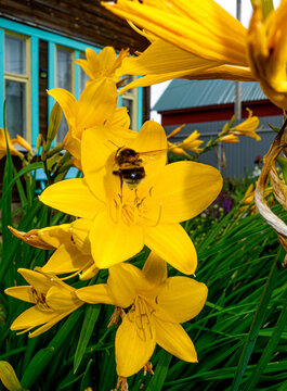 Bumblebee on Yellow Daylily Blossom Close-Up