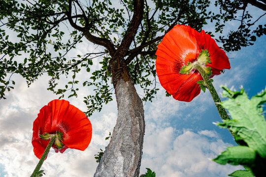 Red Poppies and Tree Viewed From Below Camera Angle