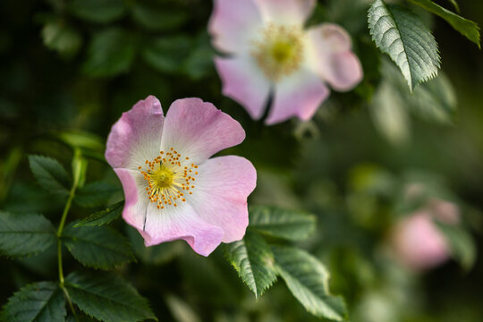 Wild Rose Bloom in Morning Light. Rosa canina.
