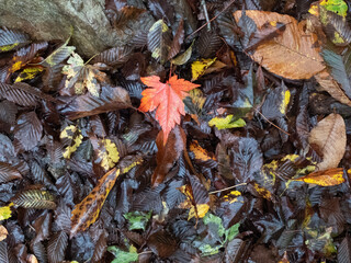 雨の森の、濡れた枯れ葉と赤いカエデの葉
<Wet dead leaves and red maple leaves in the rain forest,Mt.furusobosan,Japan.>