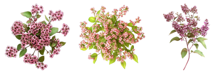 Three different types of flowers are shown in a row