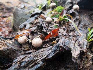 雨の森の中の、袋状のキノコ（ホコリタケ）
<Pouch-shaped mushrooms  (Lycoperdon perlatum) in the rainforest,Mt.furusobosan,Japan.>