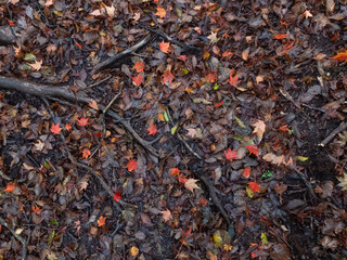 雨の森の、濡れた枯れ葉と赤いカエデの葉
<Wet dead leaves and red maple leaves in the rain forest,Mt.furusobosan,Japan.>