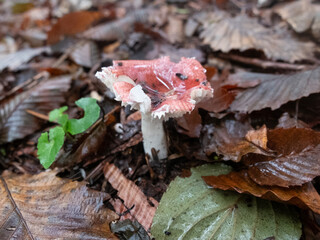 雨の森の中の、赤いキノコ（チギレハツタケ）
<A red mushroom (Russula vesca) in the rain forest,Mt.furusobosan,Japan.>