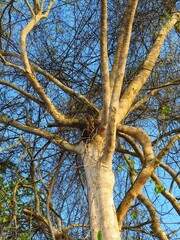 Branches and trees in summer