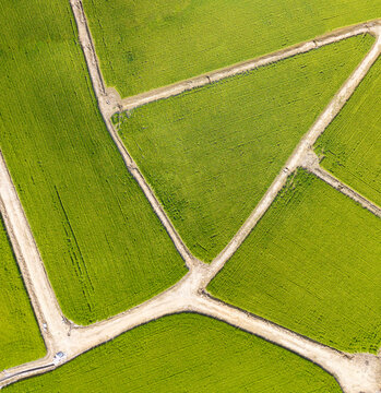Aerial View Green Rice Fields Geometric Agricultural Pattern