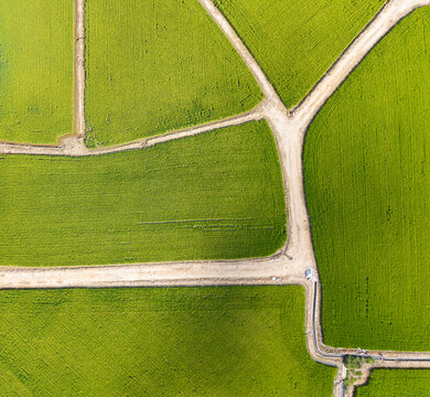 Aerial View Green Rice Fields Geometric Agricultural Pattern