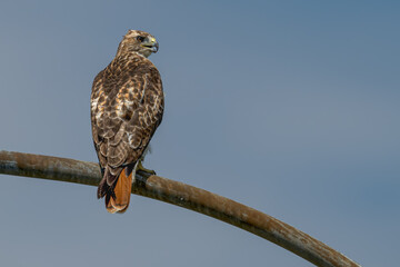 Red-tailed hawk perched on a light pole.