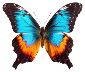Fototapeta premium PNG Colorful butterfly animal insect