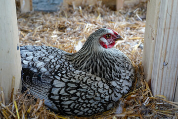 A silver wyandotte hen laying in the chicken coop.