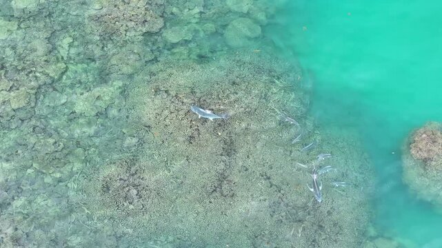 Giant Travelly swimming Great Barrier Reef 