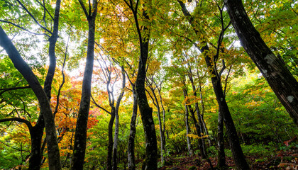 Lush Green Forest with Vibrant Autumn Foliage and Sunlight Filtering Through the Trees