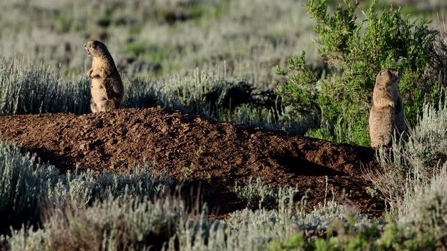Two alert White-tailed Prairie Dog sentinels, one barks alarm at Ouray National Wildlife Refuge in Utah
