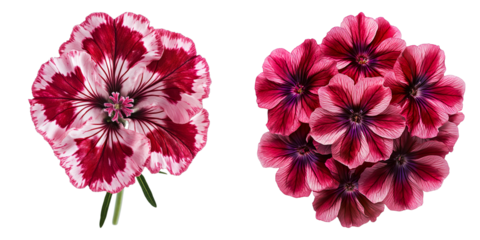 Two flowers with pink and white petals