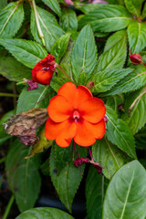 Maria sem vergonha (Impatiens flaccida) . Flores no jardim.	