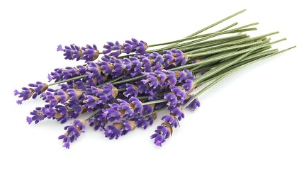 Dried lavender stems grouped on seamless white background, photographed using mirrorless camera and 50mm lens, focus on soft purple tones and textured surfaces with gentle even lighting