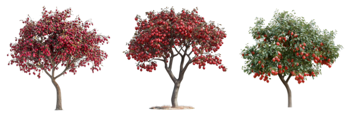 Three trees with red leaves are shown in a row