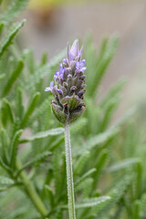 Lavanda ou alfazema	
