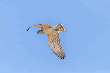 Águila culebrera joven (Circateus gallicus) lista para ir de caza