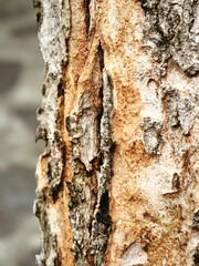 tree bark texture