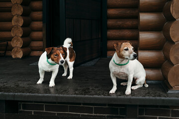Two Dogs Watch the World From a Porch