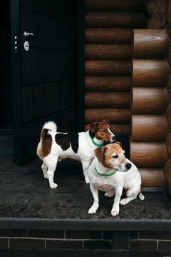 Two Playful Dogs Enjoy the Porch at a Cozy Cabin