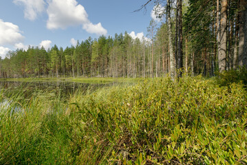 A serene lake surrounded by lush green forest and tall pine trees under a bright blue sky with fluffy clouds. Perfect for nature lovers and peaceful landscapes.