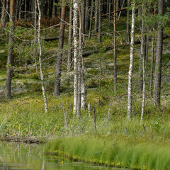 Serene forest landscape with tall birch and pine trees, reflecting in a calm lake. Lush green grass and moss cover the ground, creating a peaceful natural scene.