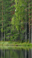 Fototapeta premium Serene forest lake with tall pine and birch trees reflecting perfectly in calm waters. Lush greenery and a peaceful atmosphere make this a stunning nature scene.