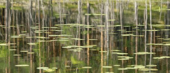 Still swamp waters mirror tall trees and floating lily pads, surrounded by lush greenery, evoking peace, stillness, and natural beauty.