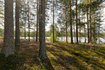 A serene forest scene with tall pine trees and a tranquil lake under soft sunlight. Perfect for nature lovers, outdoor themes, and peaceful landscapes.