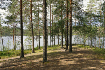 A serene forest scene with tall pine trees and a calm lake under a partly cloudy sky. Perfect for nature lovers, outdoor enthusiasts, and peaceful landscape photography.