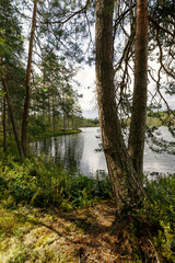 Serene forest lake surrounded by tall pine trees, with calm waters reflecting the greenery. Sunlight filters through the branches, casting soft shadows on the mossy ground.