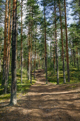 Obraz premium A serene forest path lined with tall pine trees under a clear blue sky. Sunlight filters through the canopy, illuminating the lush green undergrowth. Perfect for nature lovers, hikers.