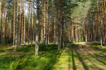 A serene forest with tall pine trees, bathed in golden sunlight. A winding path cuts through lush green undergrowth, casting long shadows. Perfect for nature, tranquility, and outdoor themes.