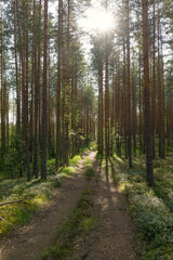 A serene forest path bathed in sunlight, surrounded by tall pine trees and lush greenery. The scene captures nature's tranquility with long shadows and a clear trail.