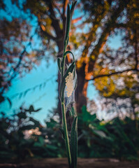 Summer eggs in the park
