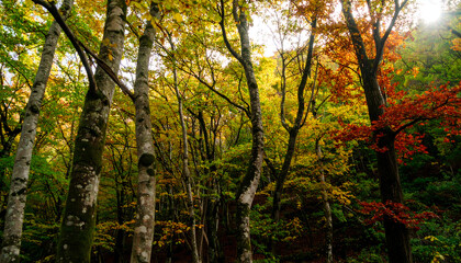 Fototapeta premium Vibrant Forest Scene with Mixed Green and Autumn Foliage Under Sunlight Filtering Through Trees