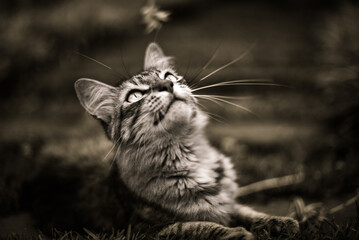 Tabby Cat Looking Up in Sepia Close-Up