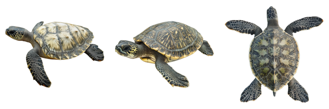 Three turtles are shown in a row, each with a different color and pattern