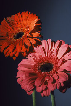 Colorful gerbera daisies against dark background in soft light