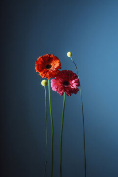 Colorful flowers with unique stems in a soft blue background