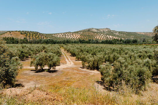 olive trees stand in rows in the province of Malaga, Spain